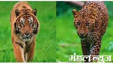 tiger-leoperd-amravati-mandal