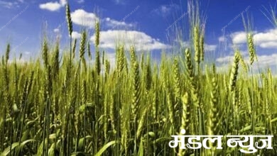 wheat-amravati-mandal