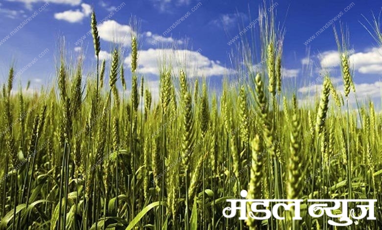 wheat-amravati-mandal