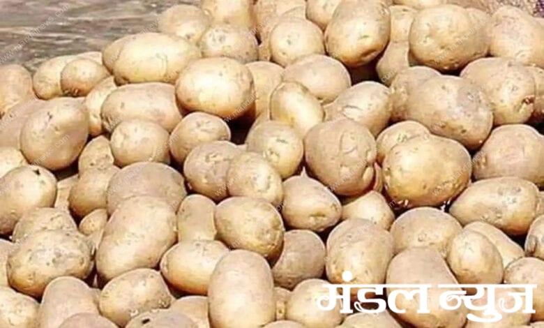 Potatoes-amravati-mandal