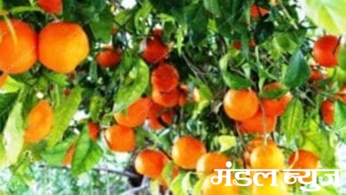 Orange-fruit-crop-amravati-mandal
