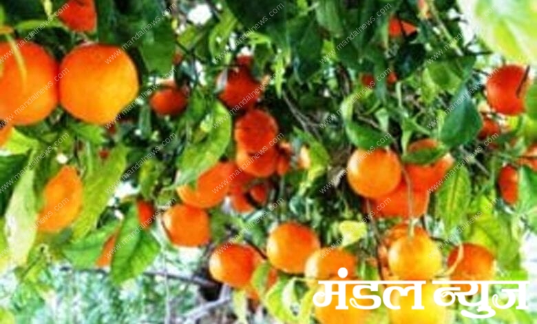 Orange-fruit-crop-amravati-mandal