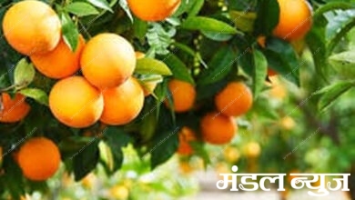 Orange-amravati-mandal