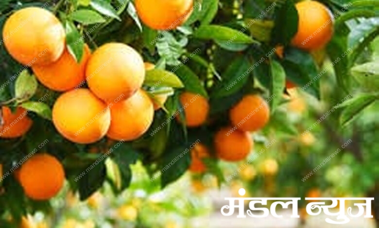 Orange-amravati-mandal