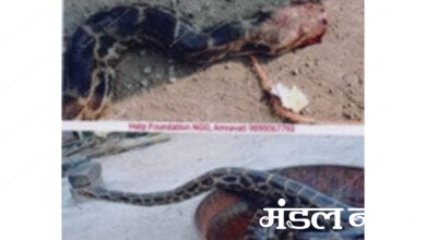 Python-amravati-mandal