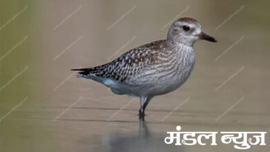 Gray-Flower-Bird-Amravati-Mandal