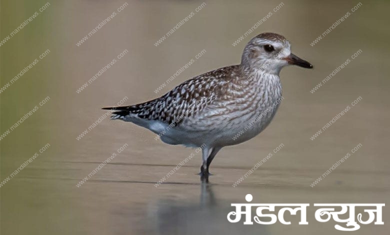 Gray-Flower-Bird-Amravati-Mandal