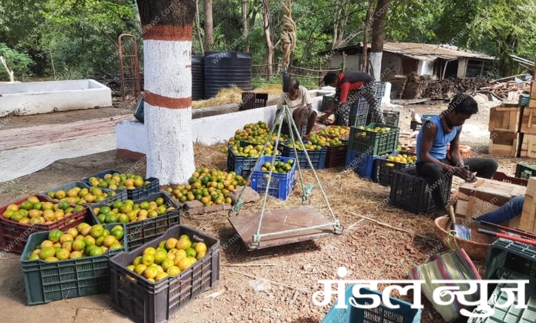 Orange-Sale-amravati-mandal