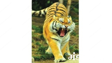 Tiger-Amravati-Mandal