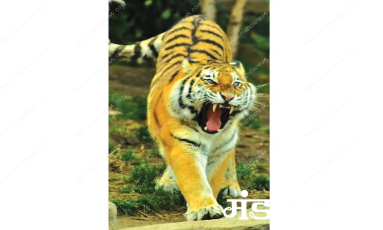 Tiger-Amravati-Mandal