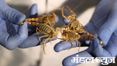 scorpio-amravati-mandal