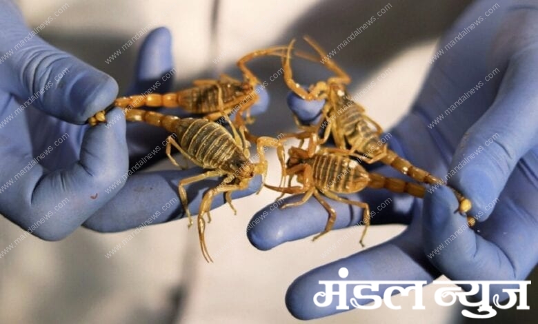 scorpio-amravati-mandal