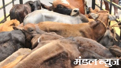 Cattle-smuggling-amravati-mandal