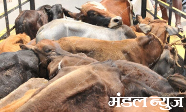 Cattle-smuggling-amravati-mandal