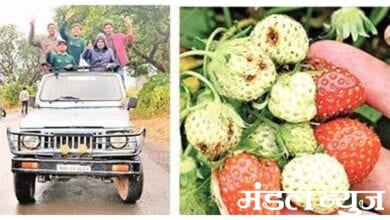 strawberry-amravati-mandal