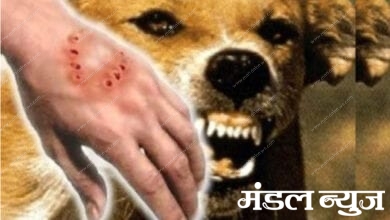 Dog-Bite-amravati-mandal