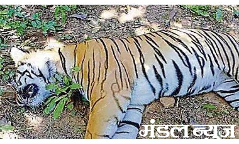 death-of-tiger-amravati-mandal