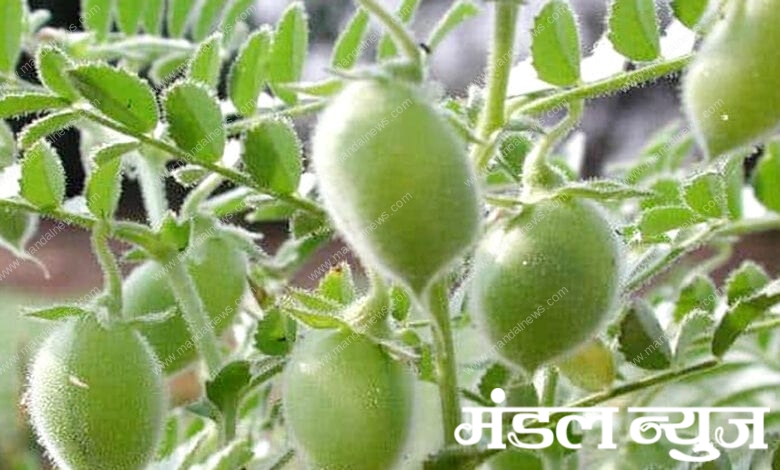 Gram-producer-amravati-mandal