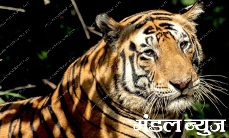 Tiger-amravati-mandal