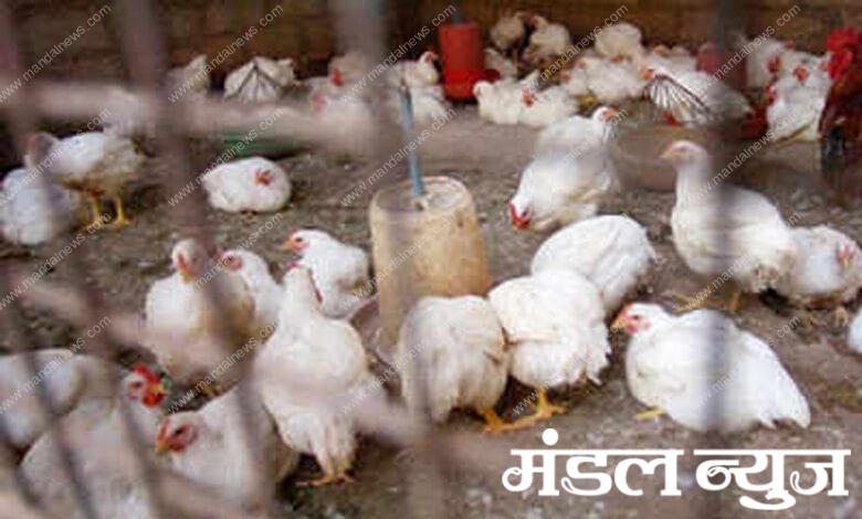 Bird-flu-amravati-mandal