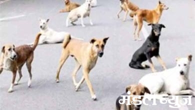 Stray-dogs-amravati-mandal