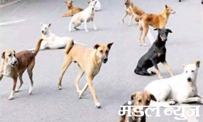 Stray-dogs-amravati-mandal