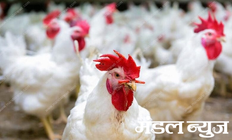 Bird-Flu-amravati-mandal