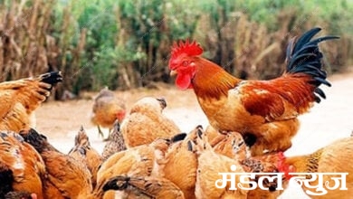 Chicken-died-amravati-mandal