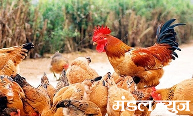 Chicken-died-amravati-mandal