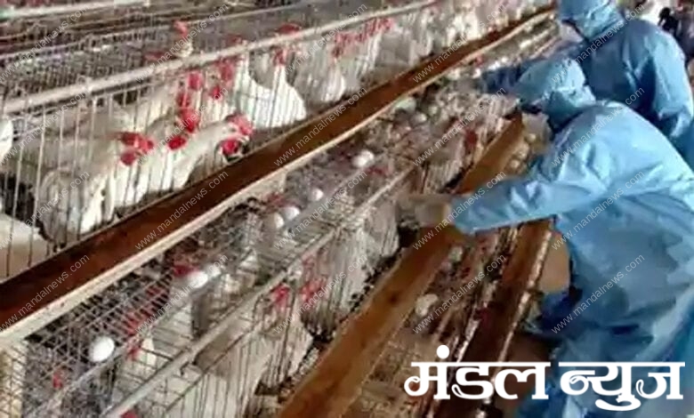 Bird-flu-amravati-mandal