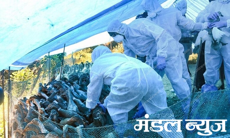 Bird-flu-amravati-mandal