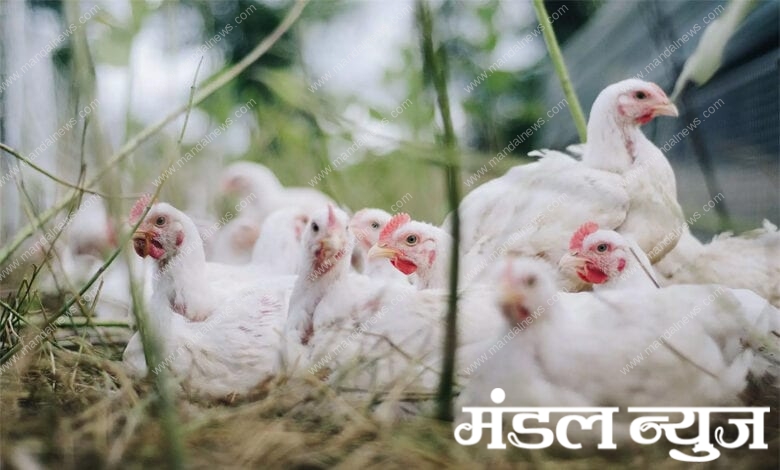 Bird-flu-amravati-mandal