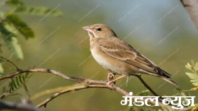 Bird-Amravati-Mandal