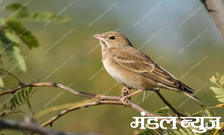 Bird-Amravati-Mandal