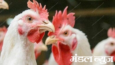 Chicken-Amravati-Mandal