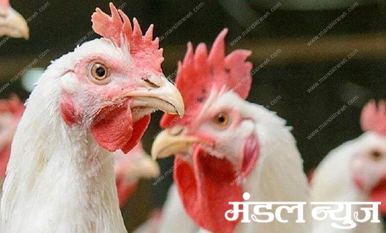 Chicken-Amravati-Mandal