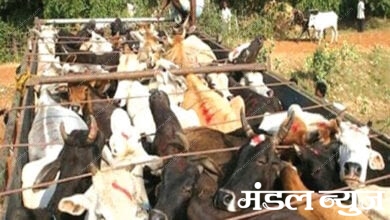 Cow-Amravati-Mandal
