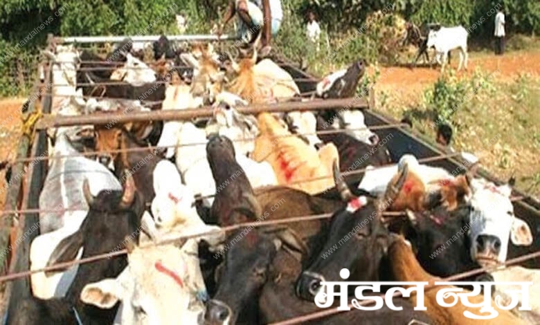 Cow-Amravati-Mandal