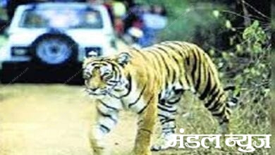 Tiger-Amrvati-Mandal
