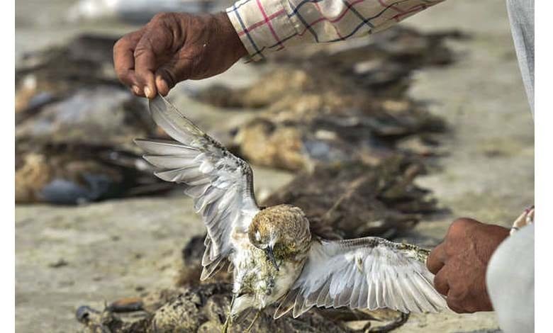 bird-death-amravati-mandal