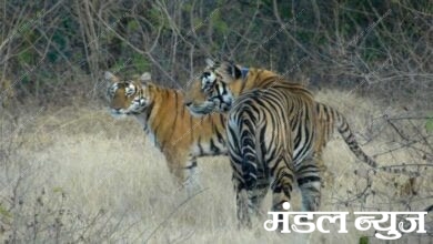 tiger-amravati-mandal