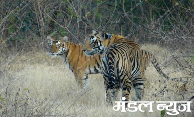 tiger-amravati-mandal