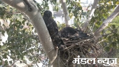 Bird-Amravati-Mandal