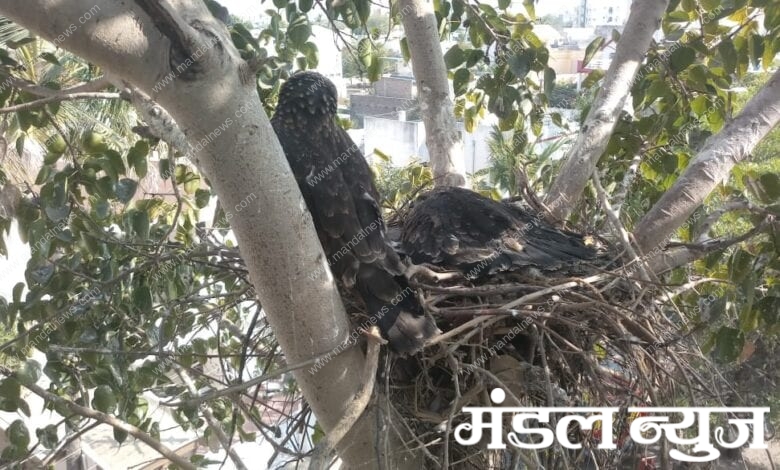 Bird-Amravati-Mandal