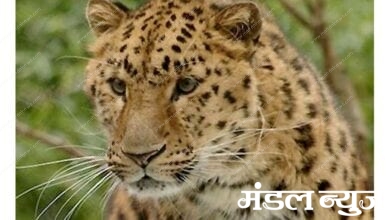 Leopard-Hunted-Cow-amravati-mandal