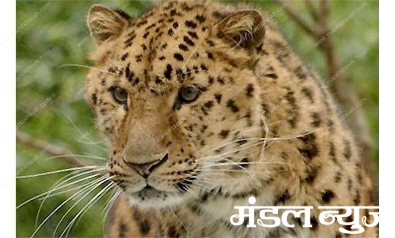 Leopard-Hunted-Cow-amravati-mandal