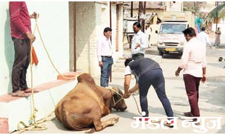 Bull-amravati-mandal