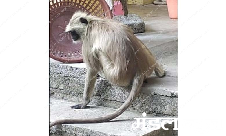 Monkey-amravati-mandal