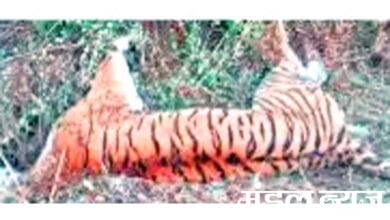 Tiger-Tiger-Death-amravati-mandal