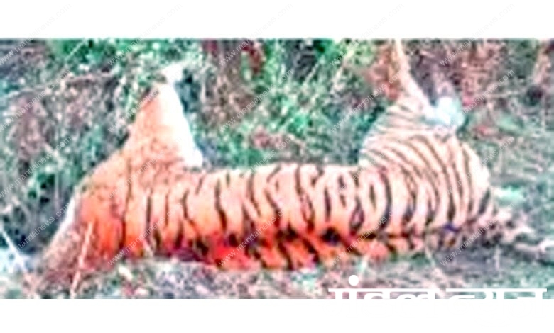 Tiger-Tiger-Death-amravati-mandal